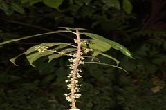 Oreocnide integrifolia